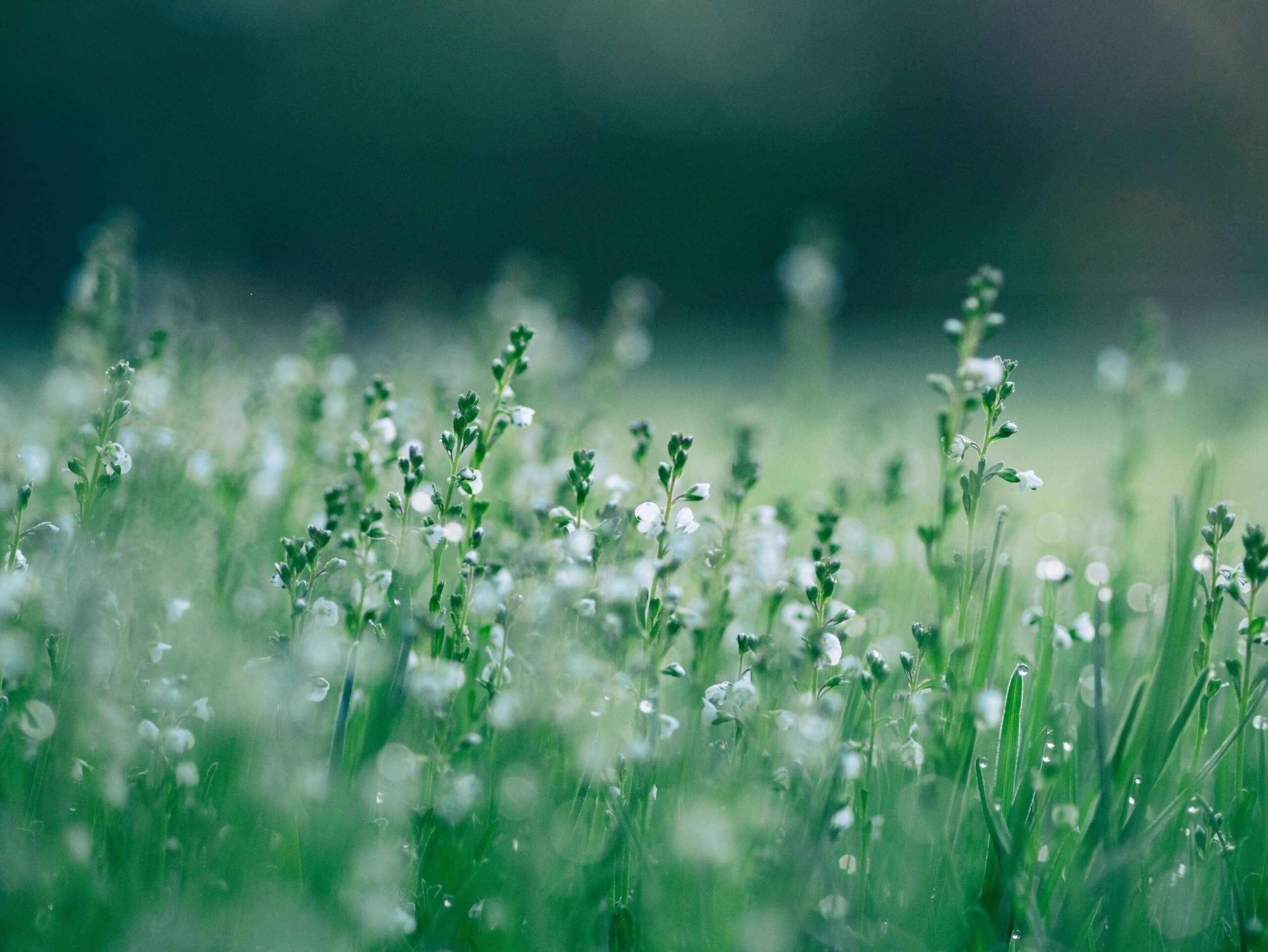 Nature photography, close-up of small white flowers. Green the dominant colour on this photo